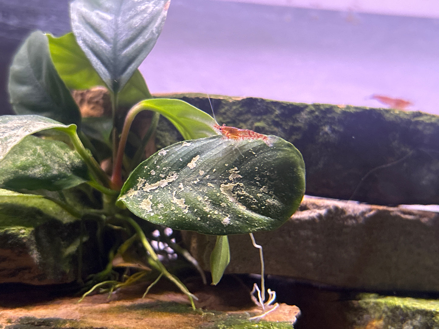 Spotted Red Cherry Shrimp (5)