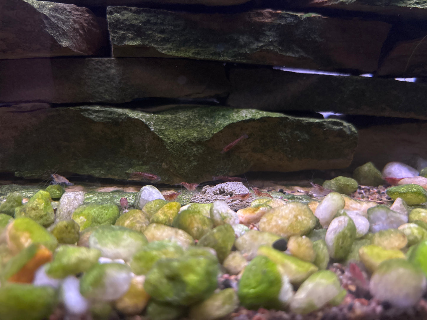 Spotted Red Cherry Shrimp (25)