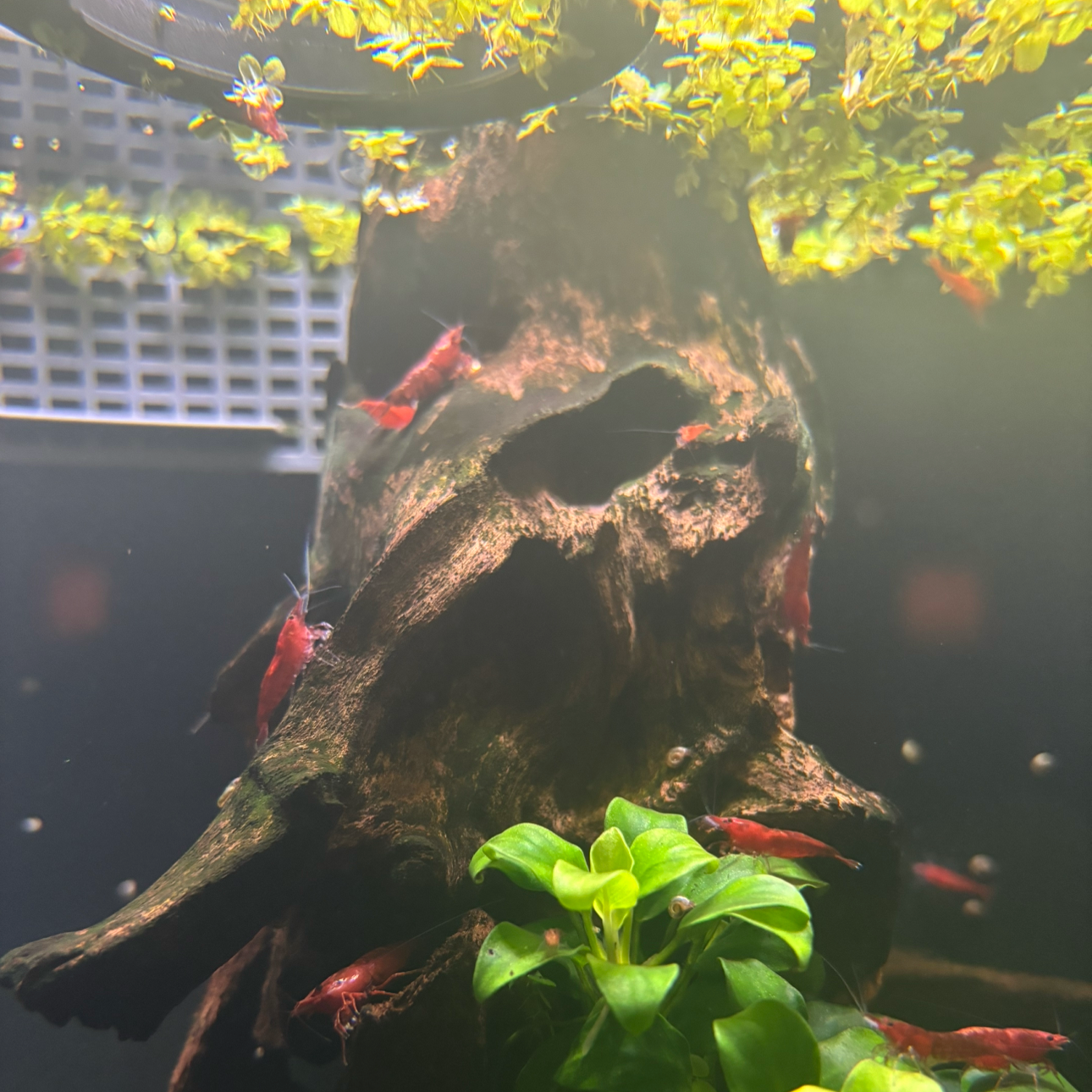 Red Cherry Shrimp (10)