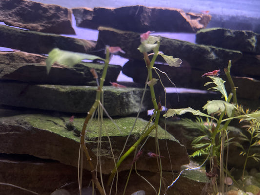 Spotted Red Cherry Shrimp (10)