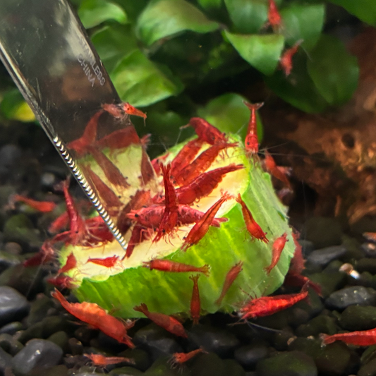 Red Cherry Shrimp (25)