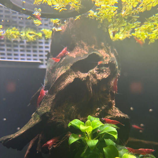 Red Cherry Shrimp (10)