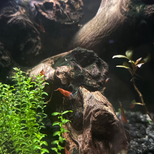 Red Cherry Shrimp (5)