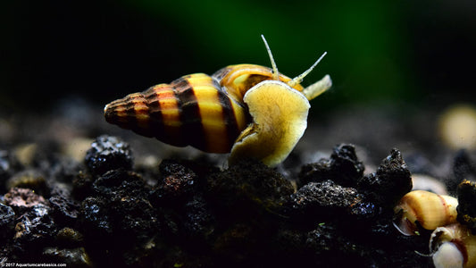 Assassin Snail (1)